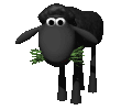 black sheep eating grass.gif